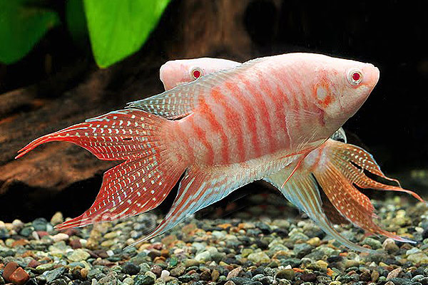 Макропод альбинос (Macropodus opercularis) 4-4,5 см