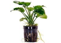 Анубиас Бартера золотистый (Anubias barteri Gold)
