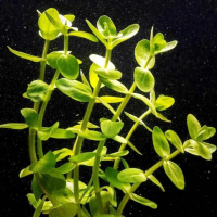 Bacopa caroliniana- Бакопа каролиниана L022