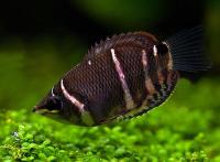 Гурами Шоколадный  (Sphaerichthys osphormenoides)