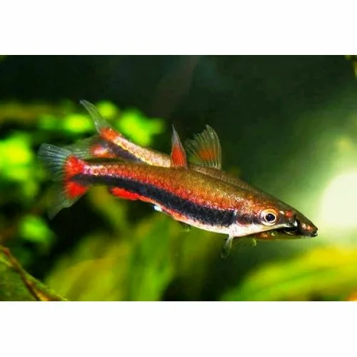 Нанностомус Бекфорда (Nannostomus beckfordi)