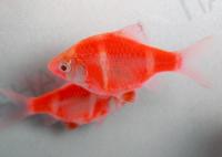 Барбус суматранский глофиш ксанторный  (Barbus GloFish)