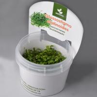 Глоссостигма элатиновидная меристемная Glossostigma elatinoides