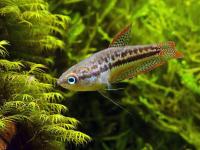 Гурами Карликовый Искрящийся (Пумила) (Trichopsis pumila) 2,2-2,5 см