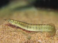 Макрогнатус зебровый (Macrognathus zebrinus)  7-8 см