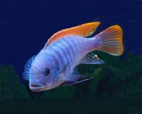 Цихлида Псевдотрофеус Гришаки (Pseudotropheus Greshakei)