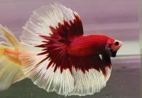 Петушок Халф Мун Рубиновая бабочка самец (Betta male Halfmoon rubin boterfly)