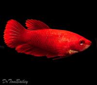 Петушок самка (курочка) Супер Дельта Красная (Betta fish female ) 3-3,5 см
