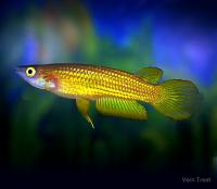 Аплохейлус линеатус (лат. Aplocheilus lineatus) Золотая щучка