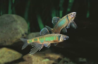 Закко обыкновенный (Zacco platypus) или Pale chub
