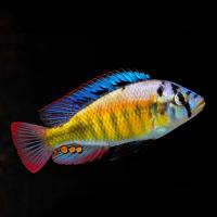 Цихлида Хаплохромис Брауна (Haplochromis brownae) 4-5см