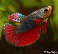 Петушок самка (курочка) Супердельта Биколор (Betta fish female ) 3-3,5 см
