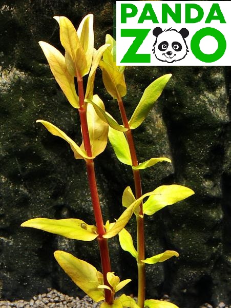Ammannia Capitellata- Амманния Капителлата L140