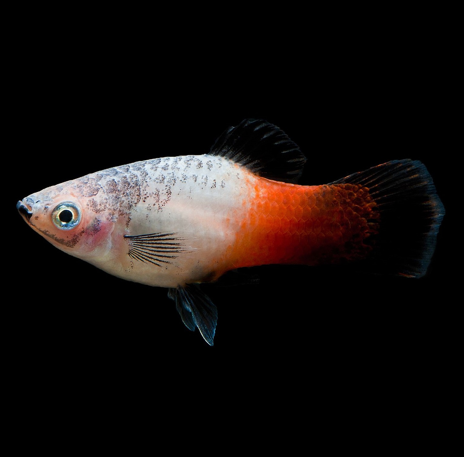 Пецилия триколор (Xiphophorus maculatus Showa Tricolor Platy)