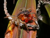 Red-clawed Land Crab (Geosesarma sp.)