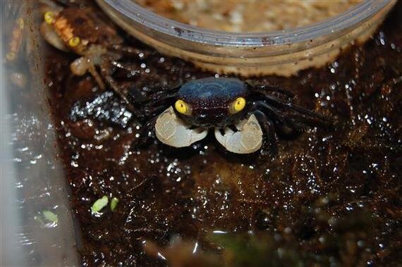 Краб Вампир Лекауда Самец (Geosesarma sp. “lecauda”)