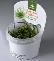Лилеопсис бразильский меристемный Lilaeopsis brasiliensis