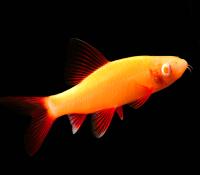 Лабео GLO-Fish Оранжевый