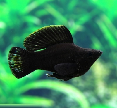 Моллинезия черная баллон (Poecilia sphenops black Molly balloon)