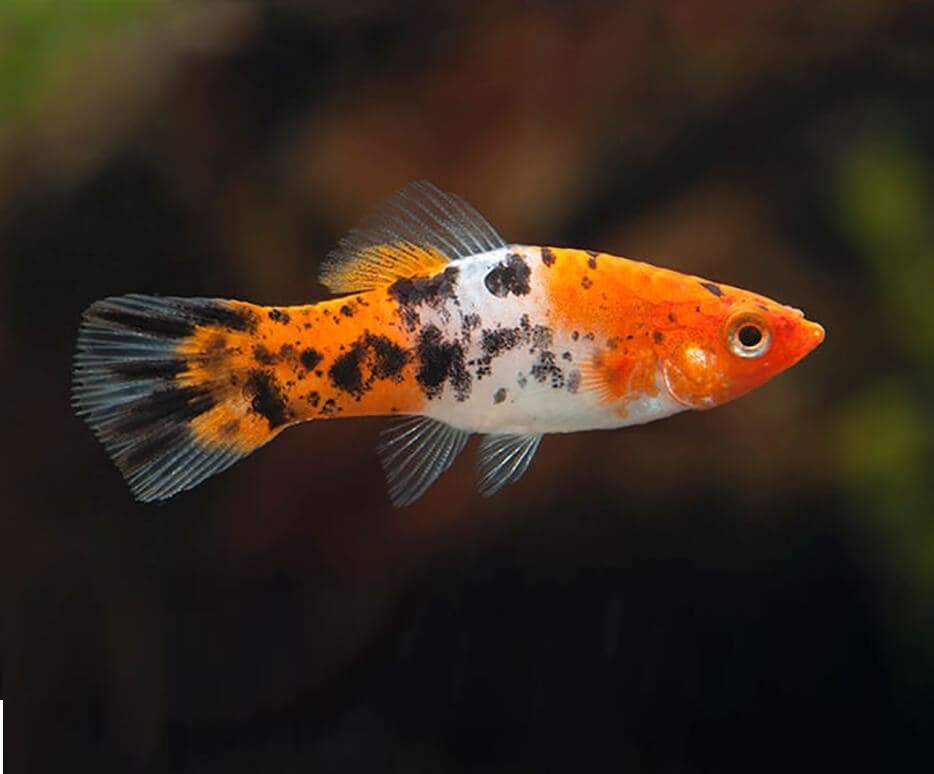 Меченосец Геллера трехцветный (Xiphophorus helleri Tricolor)
