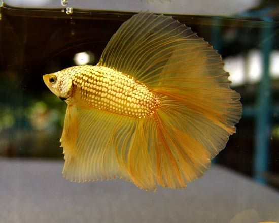 Петушок Халф Мун золотой самец( Betta male Halfmoon gold)