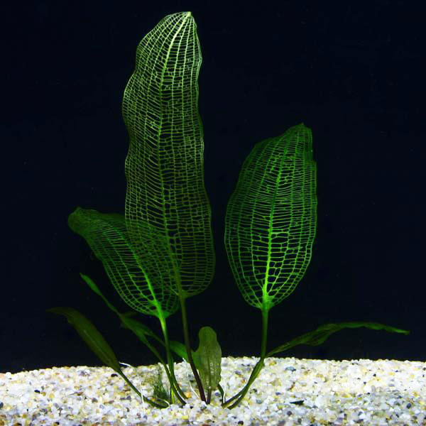 Апоногетон Мадагаскарский (aponogeton madagascarie) (Черенок)