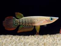 Аплохейлус линеатус полосатый (лат. Aplocheilus lineatus) Красная щучка
