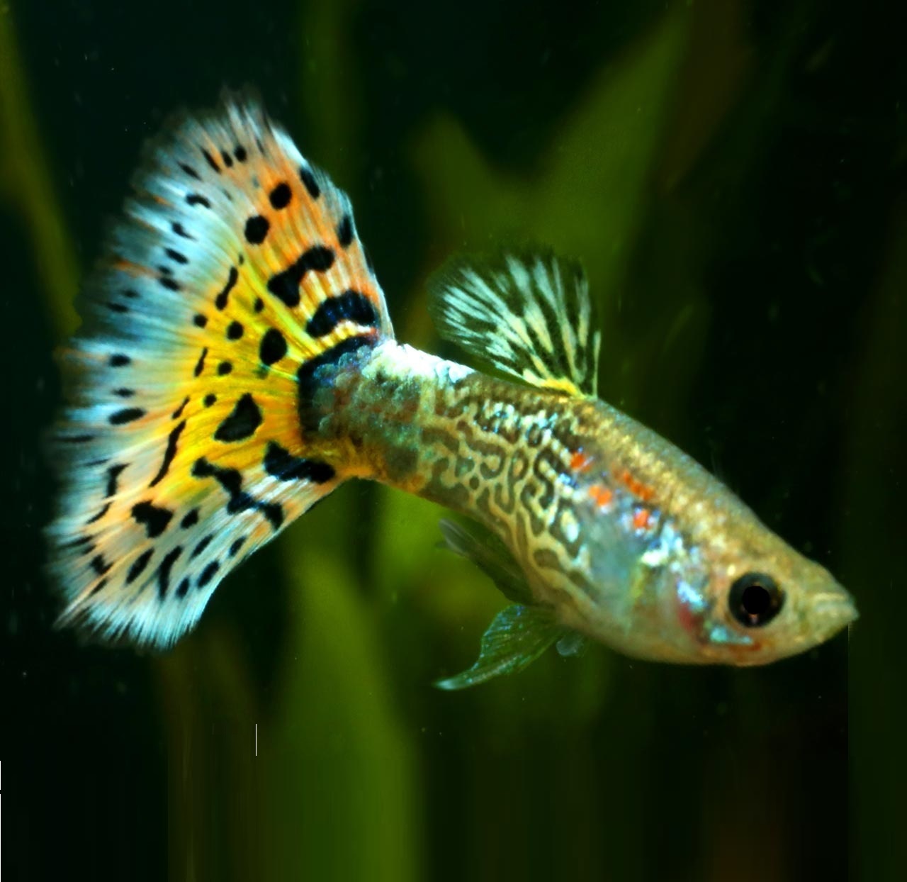 Гуппи ананас кобра (Guppy pineapple cobra)