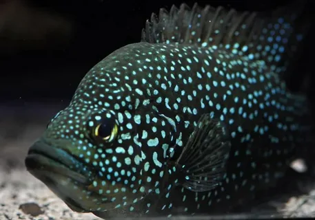  Паратиляпия Полени Звездчатая  (Paratilapia polleni) 3.5 - 3,8 см окрас мальковый 