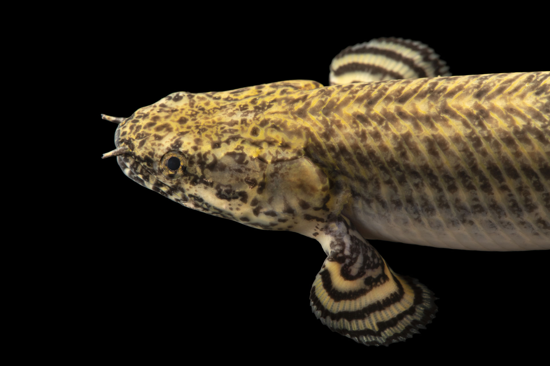 Полиптерус Орнатипиннис (Polypterus ornatipinnis) 15-16 см