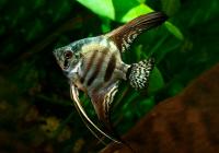 Скалярия Зебра бриллиантовая (pterophyllum zebra Diamond)
