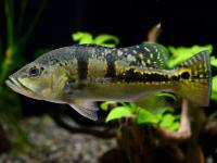 ЦИХЛА КЕЛБЕРИ (Cichla kelberi) 4-4,5 см