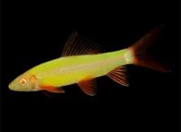 Лабео GLO-Fish Желтый лазер