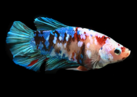 Петушок самка (курочка) Супер Дельта Галактика (Betta fish female ) 4 см