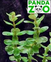Ammannia sp. Bonsai- Аммания Бонсай L019