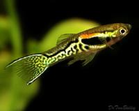 Гуппи Эндлера Леопард  (Guppy) Самец