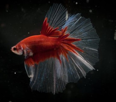 Петушок Халф Мун Рубиновая бабочка самец (Betta male Halfmoon rubin boterfly)