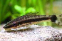 Отоцинклюс Аффинис (Otocinclus Affinis) сом водрослеед  чистильщик 2,5 см