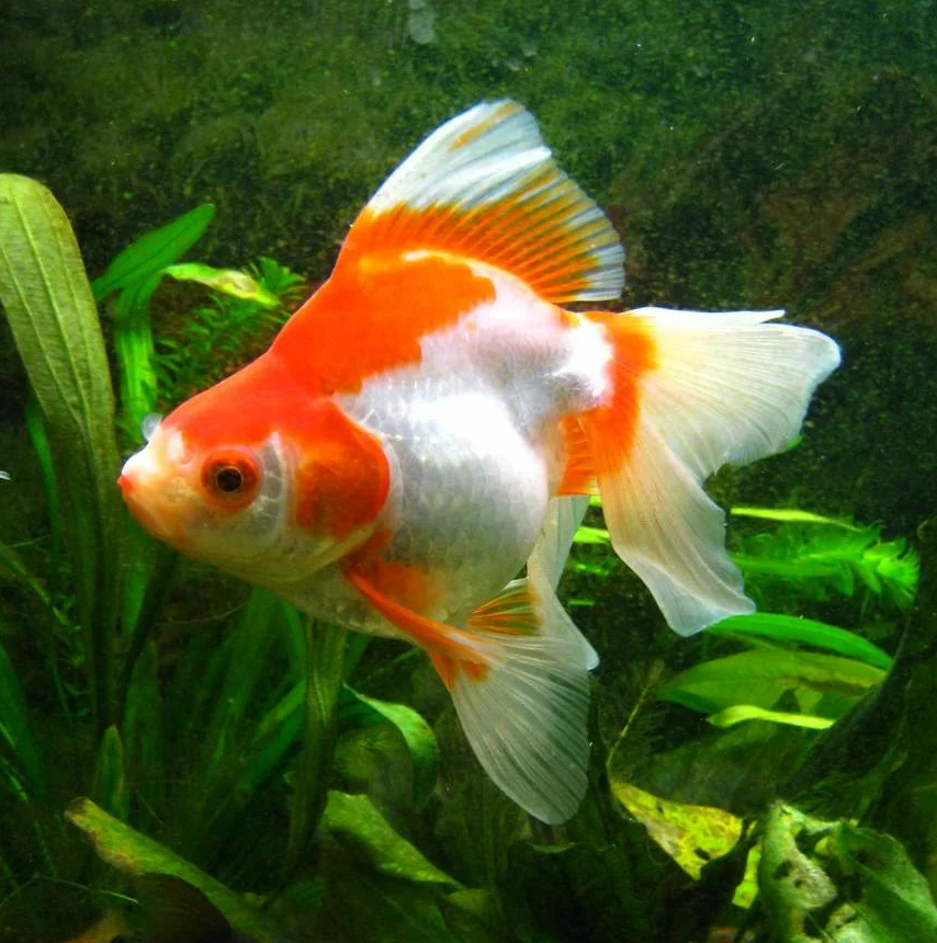 Риукин красно-белый с широким хвостом (Goldfish Ryukin red & white broad tail)