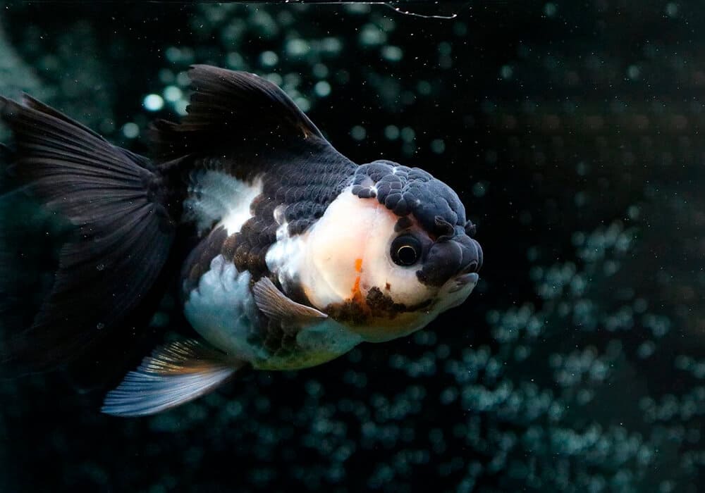Рыбки панды аквариумные. Рыбка Оранда Панда. Телескоп Панда рыбка. Оранда рыба ежевика. Золотая рыбка телескоп Панда.