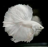 Петушок Халф Мун белый самец (Betta male Halfmoon white)