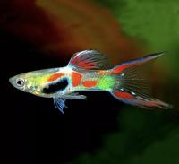 Гуппи Эндлера Венесуэла Калико (Guppy) Самец