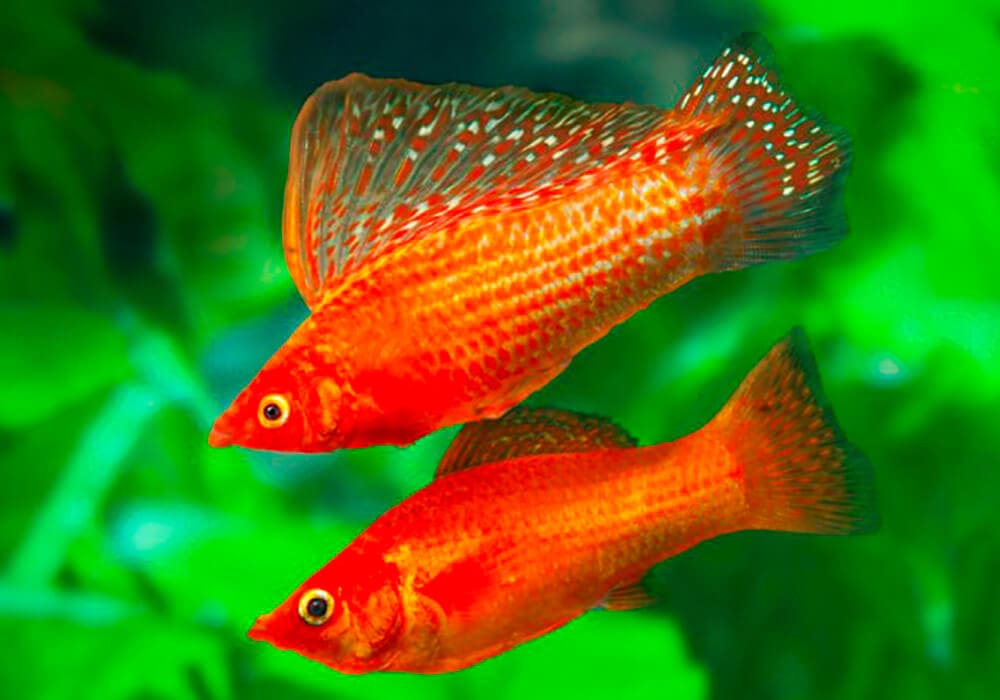 Моллинезия оранжево красная парусная  (Poecilia velifera Red Sunset Sailfin Molly)