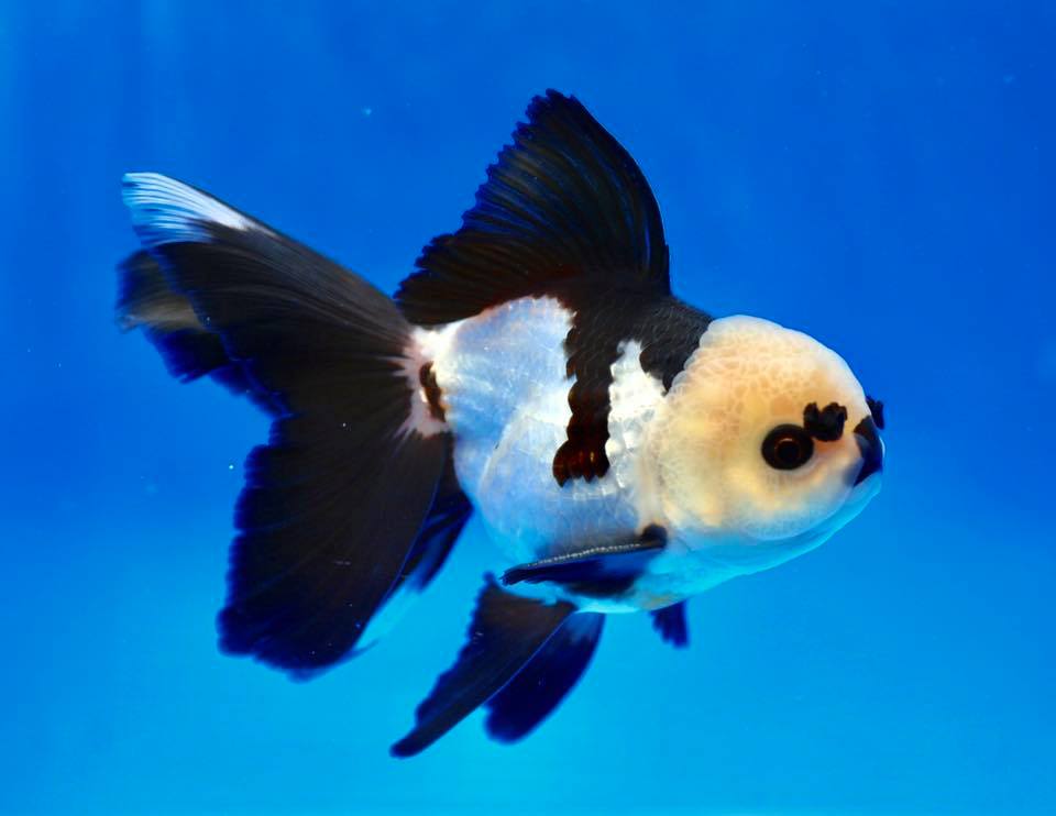 Рыбки панды аквариумные. Оранда Панда. Оранда голубая. Золотая рыбка Панда. Телескоп Панда рыбка.