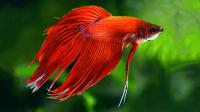 Петушок Вуалехвостый Красный самец (Betta-male-Veiltail-RED)