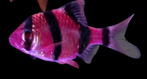 Барбус Глофиш Фиолетовый  (Barbus GloFish)