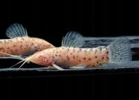 Торакатум белый (Hoplosternum thoracatum albino) Таракатум сом