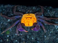 Краб Вампир Хеллоуин  САМЕЦ  (Geosesarma bicolor sp. Halloween Vampire Crab