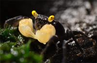 Краб Вампир Лекауда Самка  (Geosesarma sp. “lecauda”)