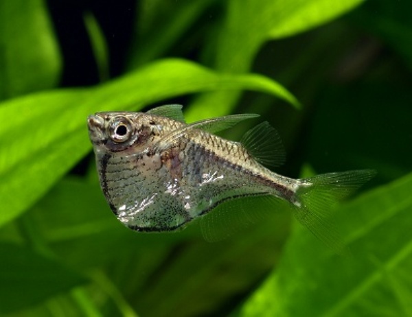 Карнегиелла марта (Carnegiella marthae)